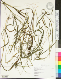 Bromus nottowayanus image