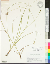 Carex complanata image