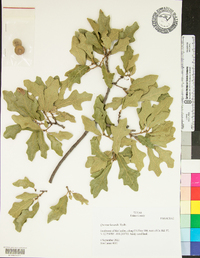 Quercus havardii image