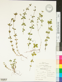 Galium pilosum image