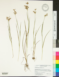 Luzula multiflora image