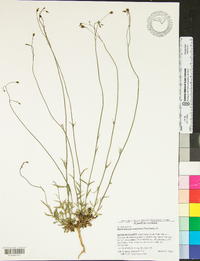 Wahlenbergia marginata image