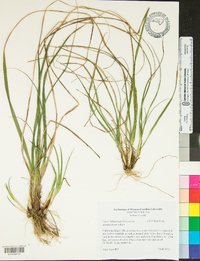 Carex biltmoreana image