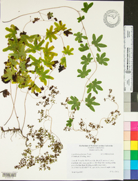 Lygodium palmatum image