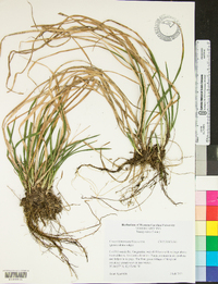 Carex biltmoreana image