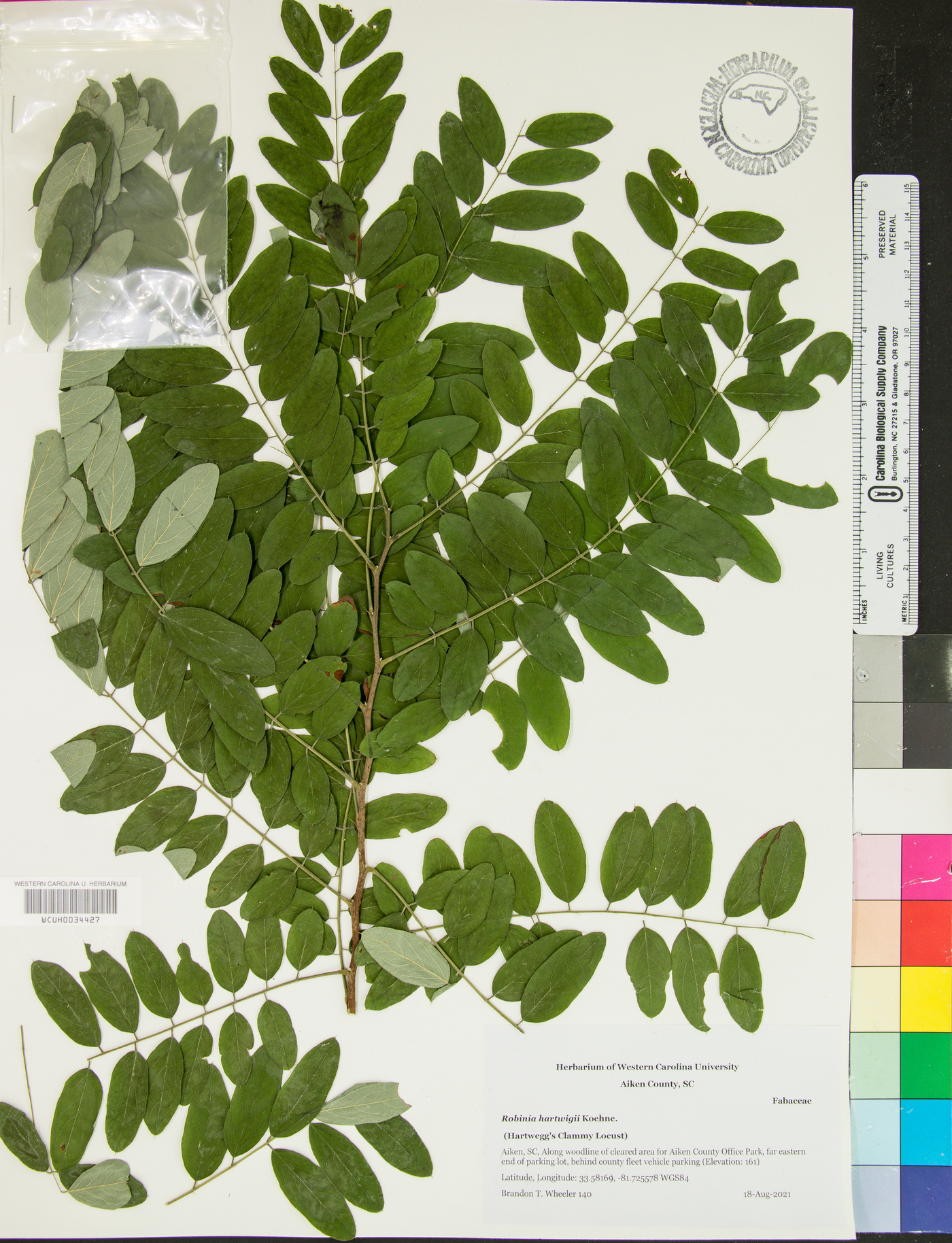 Robinia hartwigii image