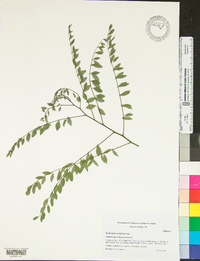 Robinia hartwigii image