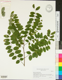 Robinia hartwigii image