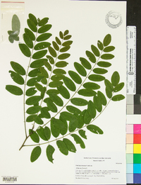 Robinia viscosa image