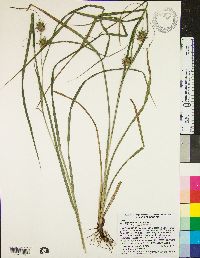 Carex louisianica image