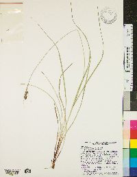 Carex complanata image