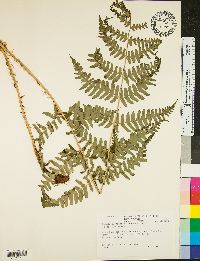 Dryopteris goldieana image