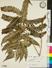 Dryopteris goldieana image