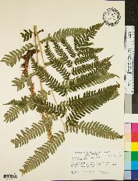 Dryopteris goldieana image