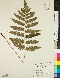 Dryopteris goldieana image