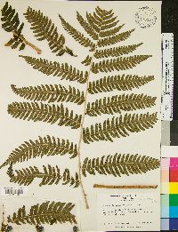 Dryopteris goldieana image