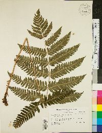 Dryopteris goldieana image