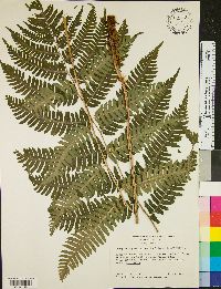 Dryopteris goldieana image