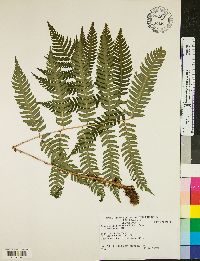 Dryopteris goldieana image