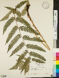 Dryopteris goldieana image