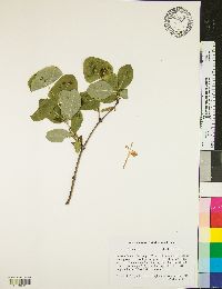 Lonicera flava image