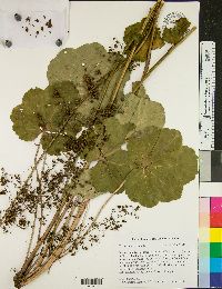 Heuchera americana image