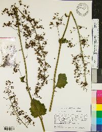 Heuchera americana image