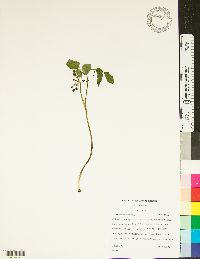 Thaspium trifoliatum image
