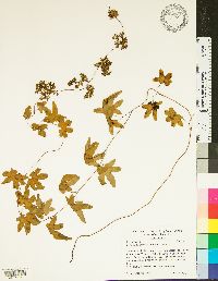 Lygodium palmatum image