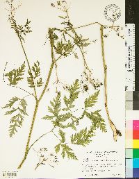 Anthriscus sylvestris image