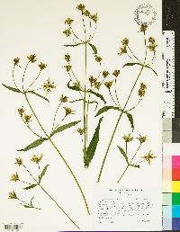 Frasera caroliniensis image