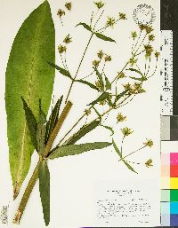 Frasera caroliniensis image