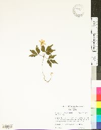 Anemone quinquefolia image