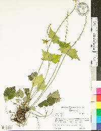 Mitella diphylla image