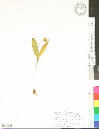 Erythronium umbilicatum image