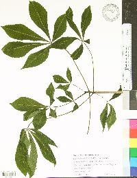 Aesculus flava image