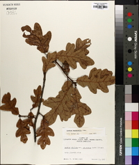 Quercus margarettae image