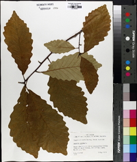 Quercus montana image