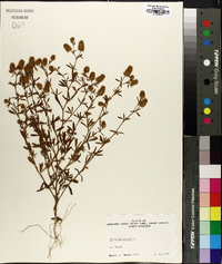 Trifolium arvense image