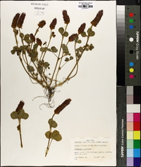 Trifolium incarnatum image