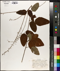 Desmodium nuttallii image