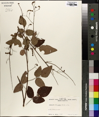 Desmodium laevigatum image