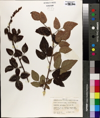 Desmodium laevigatum image