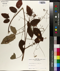 Desmodium laevigatum image