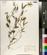 Lathyrus hirsutus image