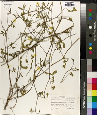 Zornia bracteata image