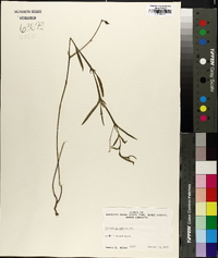 Crotalaria purshii image