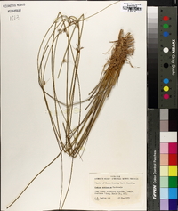 Juncus coriaceus image