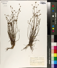 Juncus debilis image