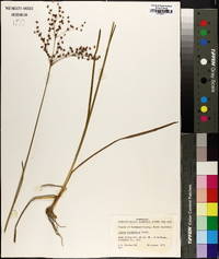 Juncus biflorus image